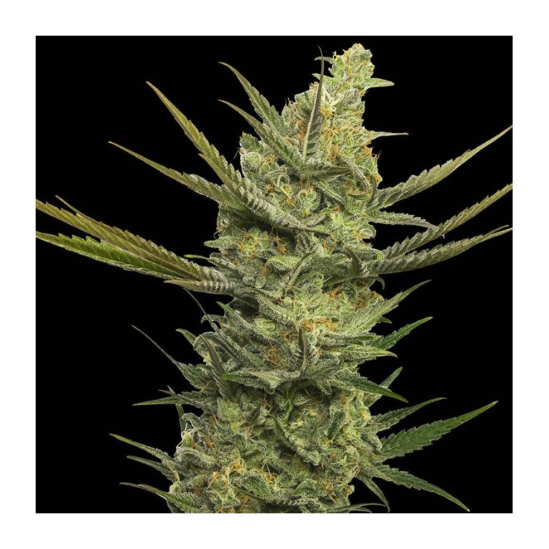 GIPSY HAZE · Eva Seeds · cannabis seeds · Fem