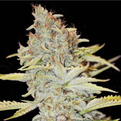FURIOUS CANDY · Eva Seeds ·...