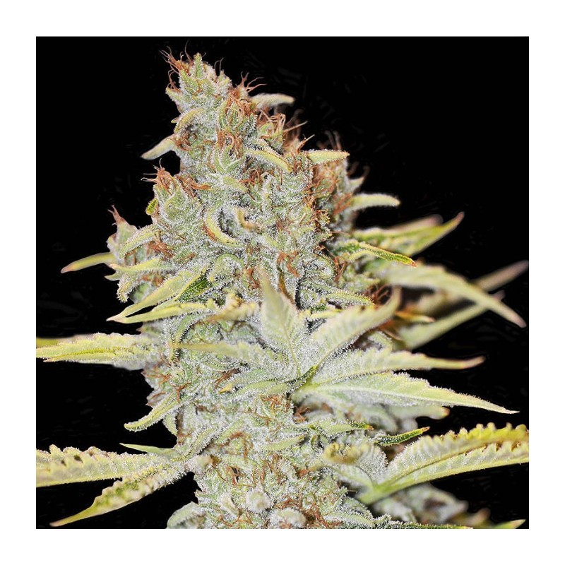 FURIOUS CANDY · Eva Seeds · cannabis seeds · Fem