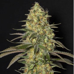BLACK DREAM · Eva Seeds ·...