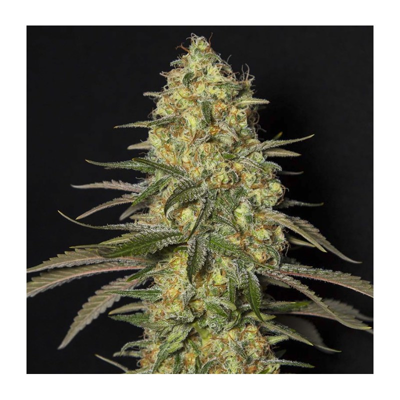 BLACK DREAM · Eva Seeds · cannabis seeds · Fem