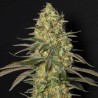 BLACK DREAM · Eva Seeds · cannabis seeds · Fem