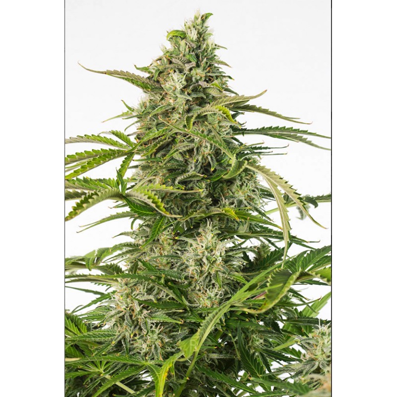 CHEESE CBD AUTO · Dinafem · kenevir tohum · AutoFem