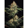 DINACHEM · Dinafem · cannabis seeds · Fem