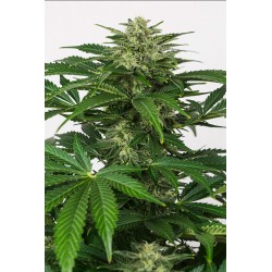 HAZE AUTO CBD · Dinafem · cannabis seeds · AutoFem