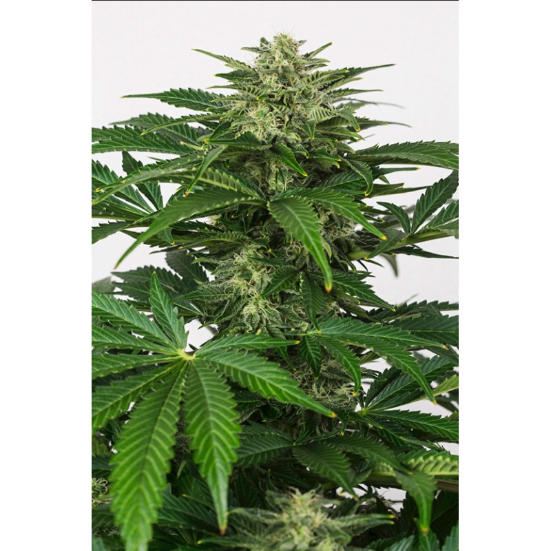 HAZE AUTO CBD · Dinafem · cannabis seeds · AutoFem
