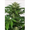 HAZE AUTO CBD · Dinafem · kenevir tohum · Disi  · AutoFem