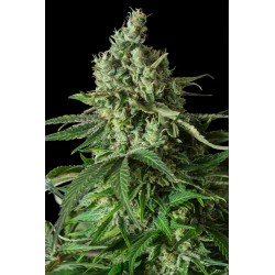 MOBY DICK CBD · Dinafem · kenevir tohum · Disi · Fem