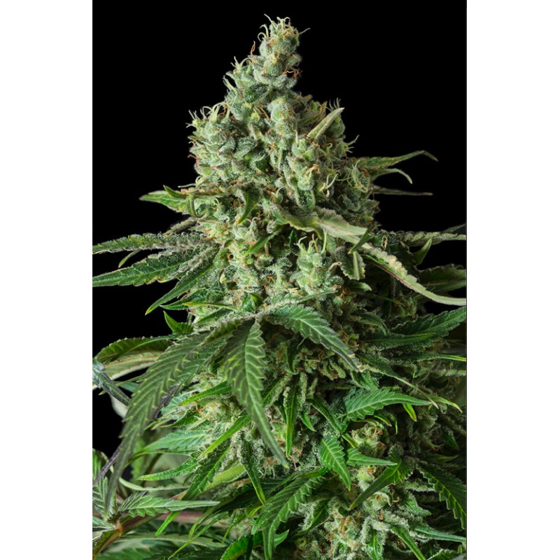 MOBY DICK CBD · Dinafem · cannabis seeds · Fem
