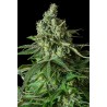 MOBY DICK CBD · Dinafem · kenevir tohum · Disi · Fem
