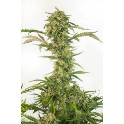 OG KUSH AUTO CBD · Dinafem · cannabis seeds · AutoFem