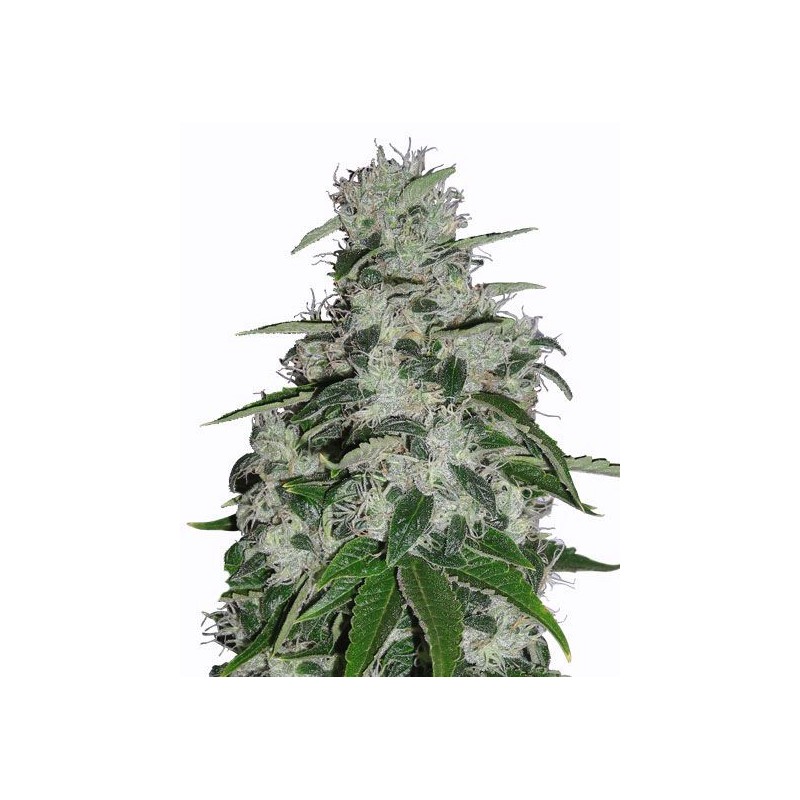 BLUEBERRY · Dr Green Seeds · bulk cannabis seeds · Fem