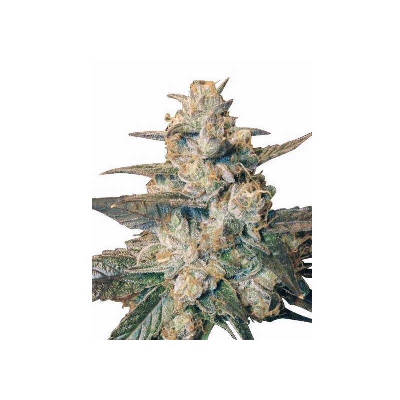 AUTO BLUEBERRY · Dr Green Seeds · bulk kenevir tohum - Disi · AutoFem
