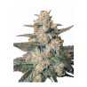 AUTO BLUEBERRY · Dr Green Seeds · bulk kenevir tohum - Disi  · AutoFem