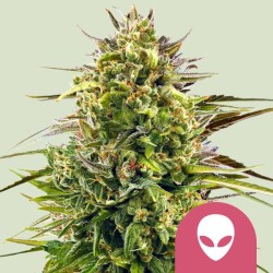 ALIEN OG · Royal Queen Seeds · kenevir tohum · Disi · Fem