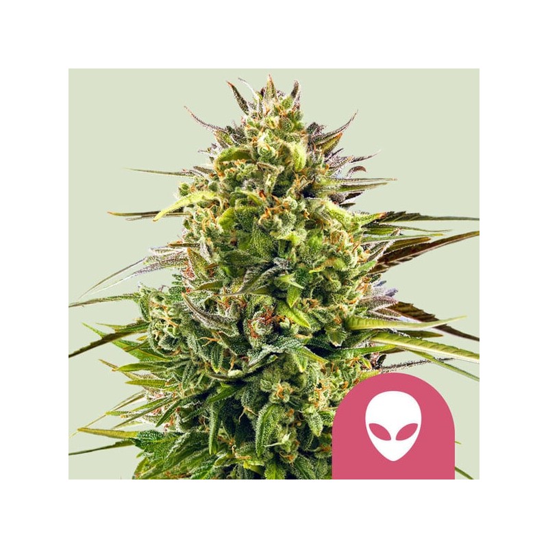 ALIEN OG · Royal Queen Seeds · cannabis seeds · Fem