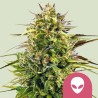 ALIEN OG · Royal Queen Seeds · kenevir tohum · Disi · Fem