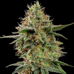 APPLE FRITTER · Royal Queen Seeds · kenevir tohum · Disi · Fem