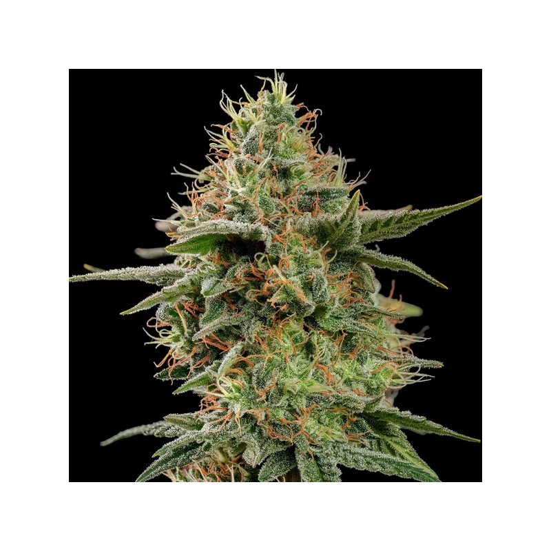APPLE FRITTER · Royal Queen Seeds · kenevir tohum · Disi · Fem