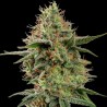 APPLE FRITTER · Royal Queen Seeds · kenevir tohum · Disi · Fem