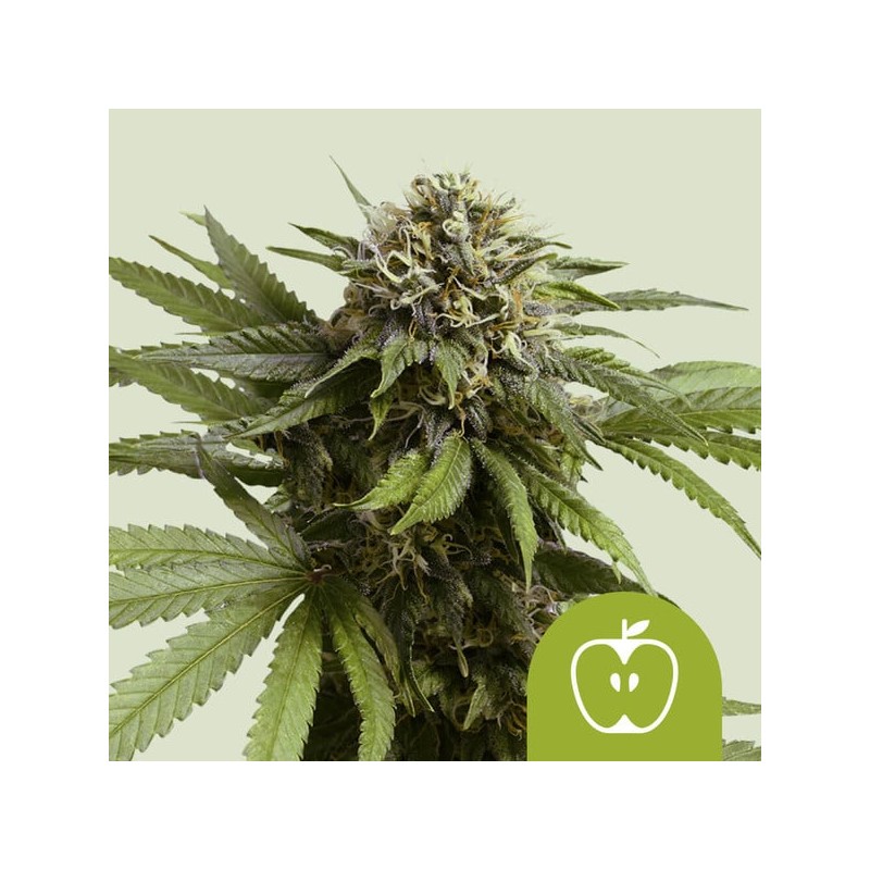 APPLE FRITTER AUTO ·  Royal Queen Seeds · kenevir tohum · Disi · AutoFem