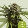 APPLE FRITTER AUTO ·  Royal Queen Seeds · kenevir tohum · Disi · AutoFem