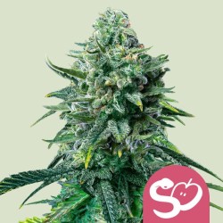 FORBIDDEN FRUIT · Royal Queen Seeds · kenevir tohum · Disi · Fem