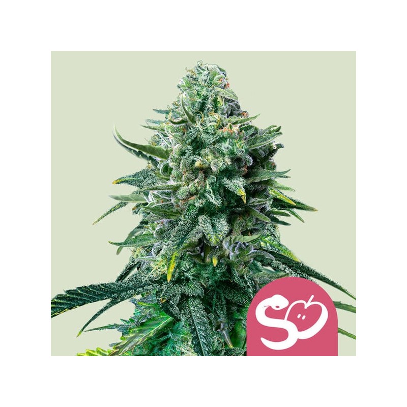 FORBIDDEN FRUIT · Royal Queen Seeds · cannabis seeds · Fem
