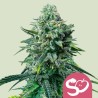 FORBIDDEN FRUIT · Royal Queen Seeds · cannabis seeds · Fem