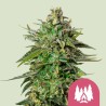 LARRY OG · Royal Queen Seeds · kenevir tohum · Disi · Fem