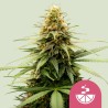 LEMON SKUNK · Royal Queen Seeds · cannabis seeds · Fem