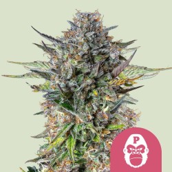 PINK GORILLA · Royal Queen Seeds · kenevir tohum · Disi · Fem