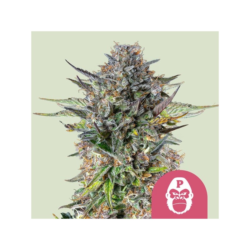 PINK GORILLA · Royal Queen Seeds · kenevir tohum · Disi · Fem