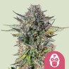 PINK GORILLA · Royal Queen Seeds · kenevir tohum · Disi · Fem