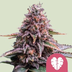 PINK MIST · Royal Queen Seeds · kenevir tohum · Disi · Fem
