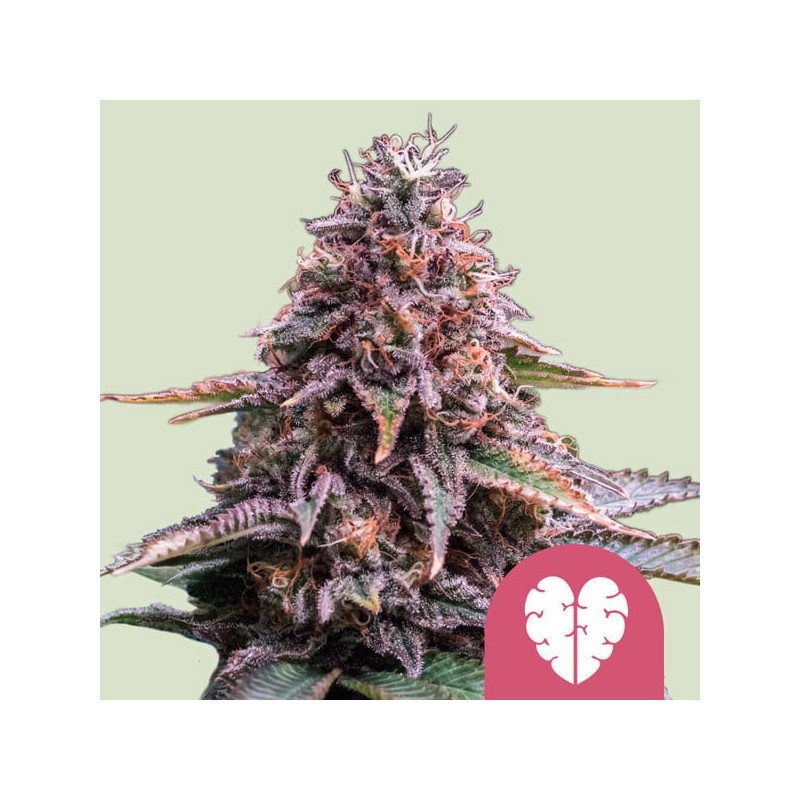 PINK MIST · Royal Queen Seeds · kenevir tohum · Disi · Fem