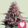 PINK MIST · Royal Queen Seeds · kenevir tohum · Disi · Fem