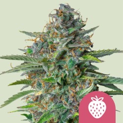 STRAWBERRY COUGH · Royal Queen Seeds · kenevir tohum · Disi · Fem