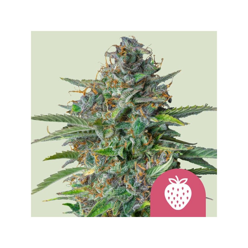 STRAWBERRY COUGH · Royal Queen Seeds · cannabis seeds · Fem