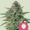 STRAWBERRY COUGH · Royal Queen Seeds · kenevir tohum · Disi · Fem