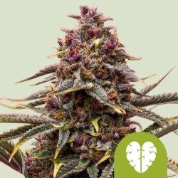 PINK MIST AUTO · Royal Queen Seeds · cannabis seeds · AutoFem