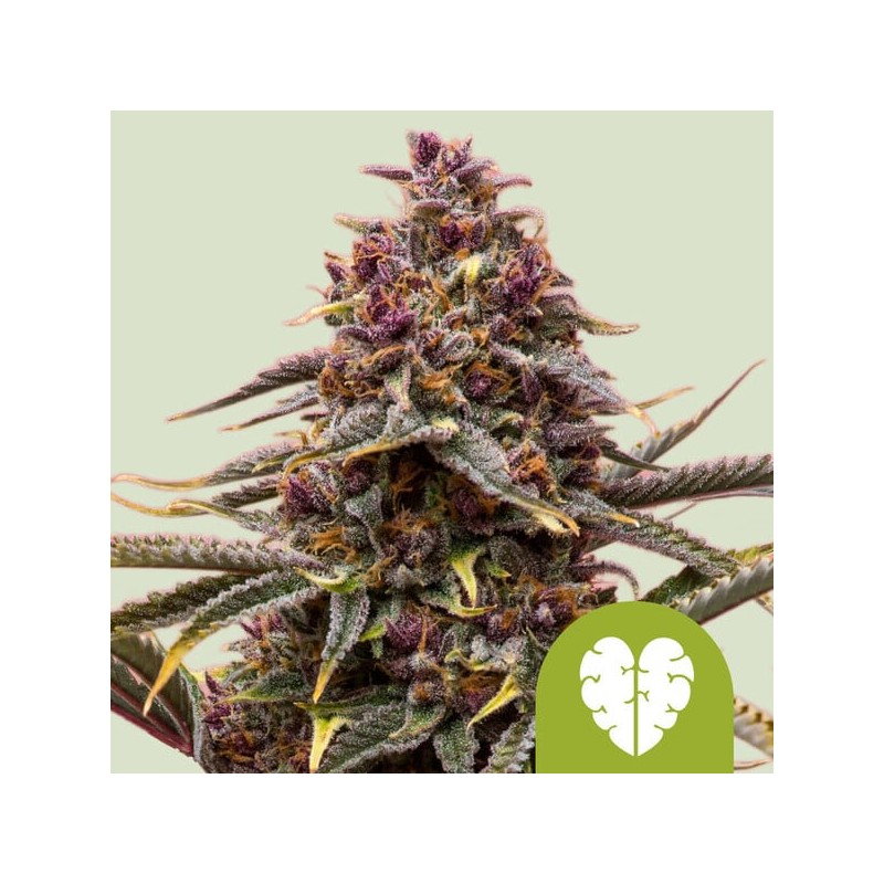 PINK MIST AUTO · Royal Queen Seeds · cannabis seeds · AutoFem