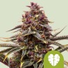 PINK MIST AUTO ·  Royal Queen Seeds · kenevir tohum · Disi · AutoFem