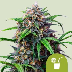 PURPLE LEMONADE AUTO · Royal Queen Seeds · cannabis seeds · AutoFem