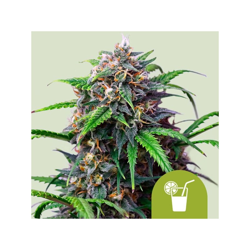 PURPLE LEMONADE AUTO ·  Royal Queen Seeds · kenevir tohum · Disi · AutoFem