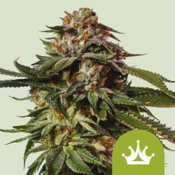 SPECIAL QUEEN 1 AUTO · Royal Queen Seeds · cannabis seeds · AutoFem