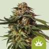 SPECIAL QUEEN 1 AUTO · Royal Queen Seeds · cannabis seeds · AutoFem