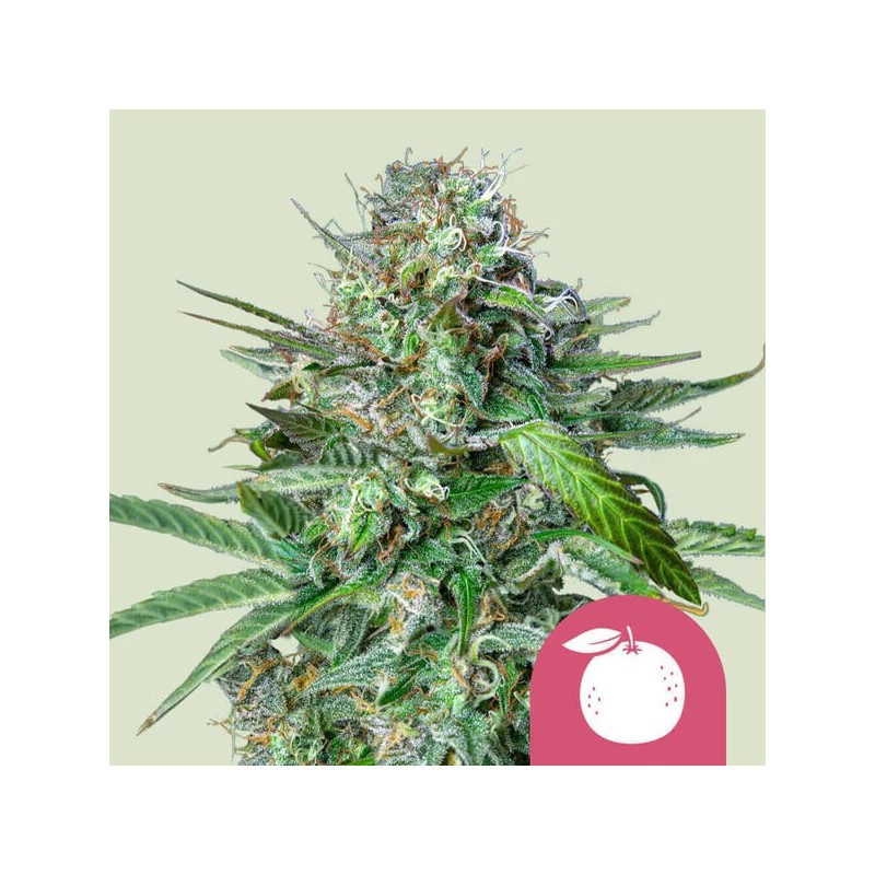 TANGIE · Royal Queen Seeds · kenevir tohum · Disi · Fem