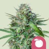 TANGIE · Royal Queen Seeds · cannabis seeds · Fem