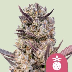TROPICANA COOKIES PURPLE · Royal Queen Seeds · kenevir tohum · Disi · Fem